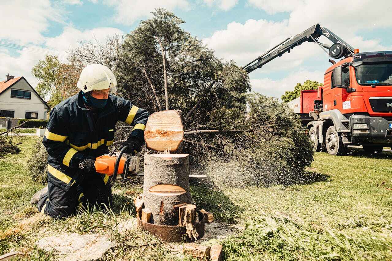 Residential Tree Removal in Nicollet, MN